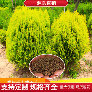 ����طN���S�^�طN�ӈA�طN�Ӟ�����ǲ��~��NͥԺ�^�p��ľ�N��