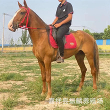 ���a���T�R �m���T��С�������T�R ��Ѫ�R��Ѫ�R���R�Bֳ