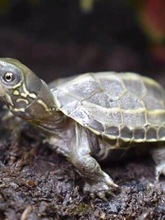 �������A�������wС������ؔ�L�����������������~�^�p�����S��