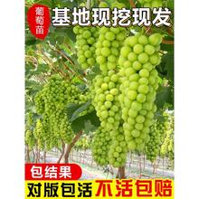 葡萄树苖阳光玫瑰葡萄苗南北方四季种植玫瑰香夏黑青提无籽蓝宝石