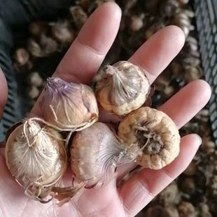 Wholesale Gladiolus Bulbs, Calamus Bulbs, Gladiolus Garden Cold-Resistant Plant Bulbs, Popular Supply