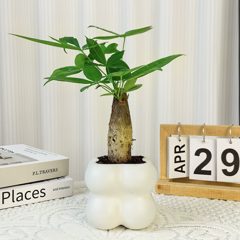 Цветы и зеленые растения в горшках с денежным деревом поглощают формальдегид в офисе и очищают воздух в гостиной. Гидропонное денежное дерево легко обслуживать.