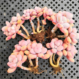 Novice Peach Egg Old Pile Succulents Super Cute Succulents Novice Package Exquisite Succulent Gankun