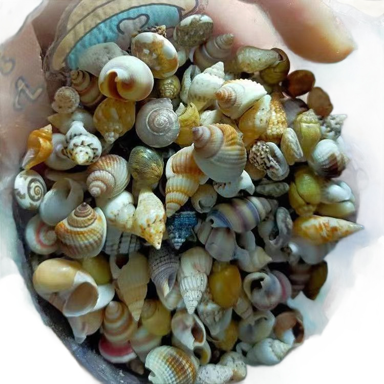 Conchas naturales, estrellas de mar, acuario, paisajismo, decoración, cangrejo de huésped, artesanía de cambio de conchas, coleccion de pequeños regalos