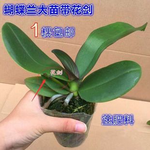 �����m���玧���������m������͏d�҃�ֲ�ﻨ���ļ��_�����B�^��