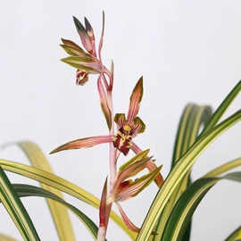 原盆发货墨兰名品南阳之松黄金中透艺室内浓香型兰花绿植花卉盆栽