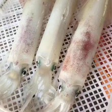 东山岛自家渔船冻鱿鱼手钓鱿鱼大管刺身级火箭鱿 大鱿鱼 海兔笔管