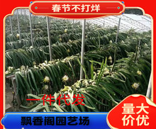 火龙果树苗盆栽四季结果南北方种植爬藤燕窝红心火龙果苗当年结果