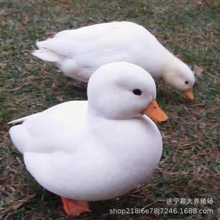 � ��������Xһֻ �����^�p�����Z�����г��۵� ����{�^�Z�����Z