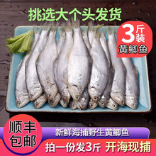 十里馋新鲜黄鲫子连云港赣榆黄鲫鱼油炸黄尖鱼烤子鱼海鲜特产油扣