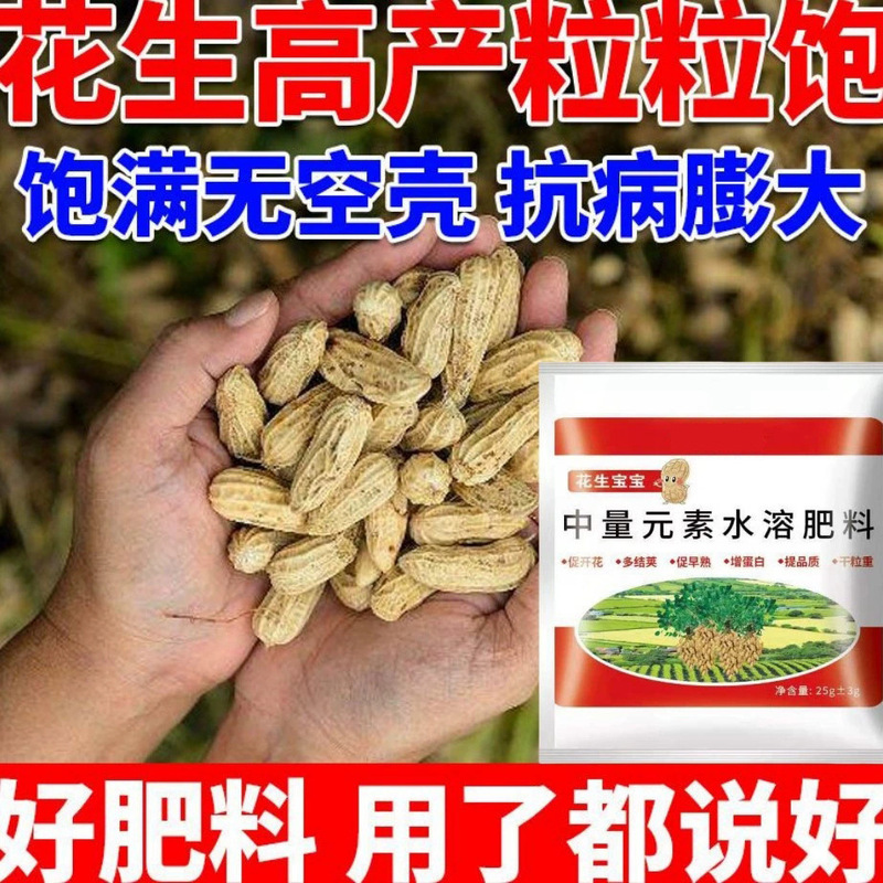 本物のピーナッツの赤ちゃん粒は緑の葉が豊富で、粒は豊富で、収量を向上させ、ポリペプチドは強力な大きな果実を強化します。|undefined