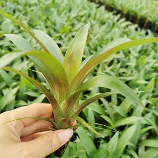The Base Is a Large Wholesale Indoor Flower Plant Pineapple Family Thunder Star Plug Seedlings Internet Celebrity Small Potted Seedlings Wholesale