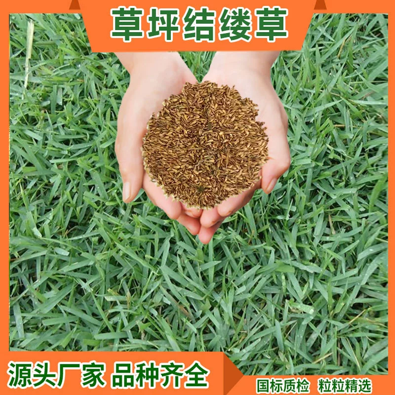 Семена газонов, теневыносливые и устойчивые к обрезке, семена газонной травы для ландшафтного дизайна, защита склонов и стабилизация почвы, семена для четырех сезонов, оптовая продажа газонов