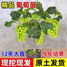 һ�����lꖹ�õ�����ј��m�o�˾޷����ј�Nֲ�������٘���