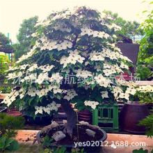 ľN ²ջN ܷN ľNӈ@ַN