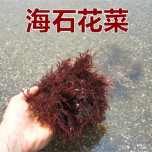 海石花草海底石花熬凉粉洋菜膏海藻干货果冻琼脂培养基原料寒天促
