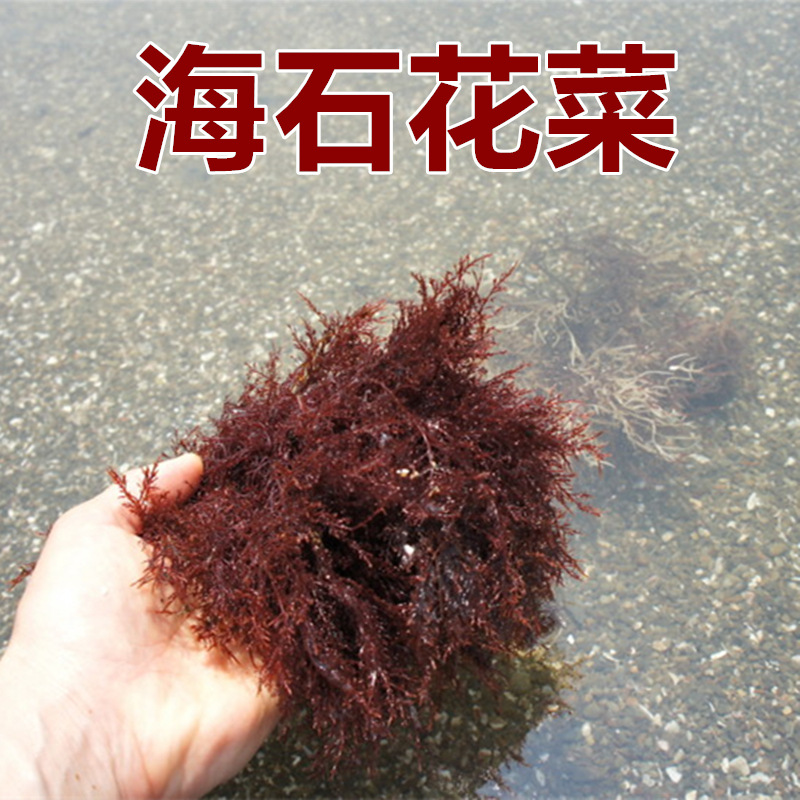 海石花草海底石花熬凉粉洋菜膏海藻干货果冻琼脂培养基原料寒天促