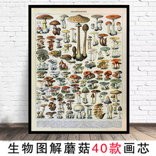 速卖通热销动植物挂画 喷绘打印复古生物图解教学书房海报