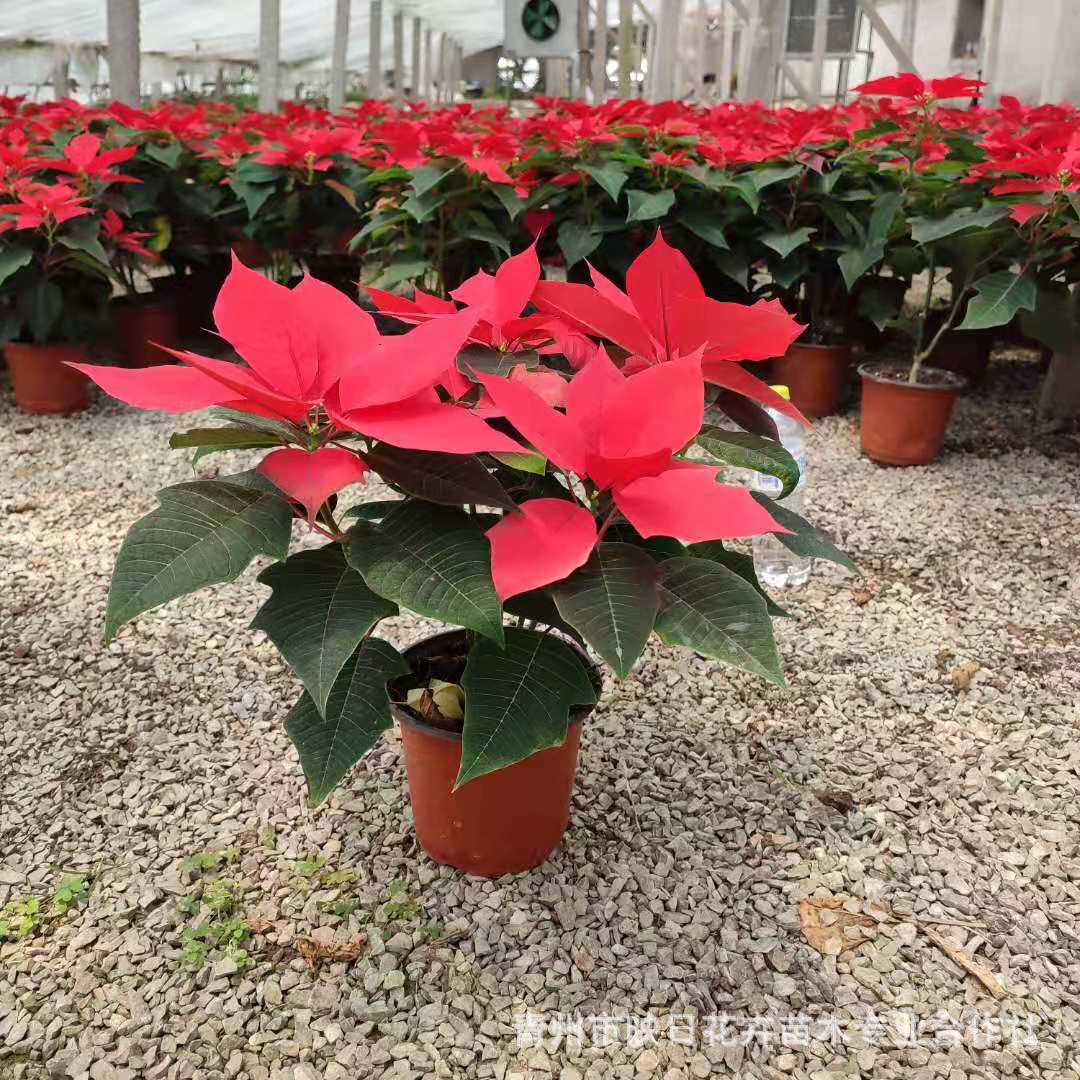 一品红盆栽花 多个花头 国庆节日租摆用花一品红基地批发绿化用苗