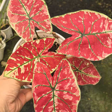 ������ֱ�����Gֲ�������� �Ӽһ�����������0.5�Ӂ����P�˲��~��