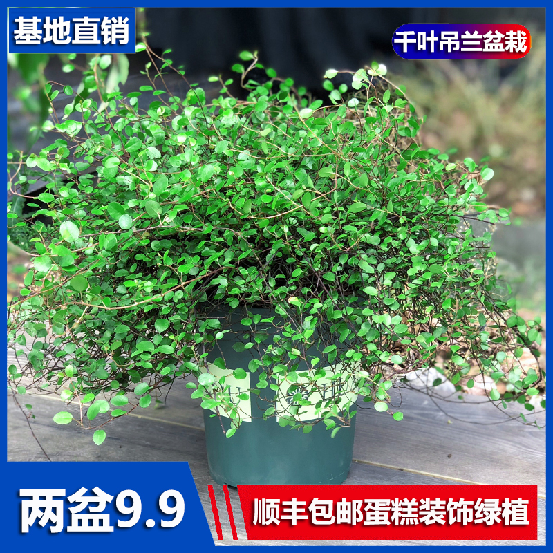 千叶吊兰盆栽观叶植物面包烘焙糕点装饰蛋糕点缀垂吊绿植四季常青