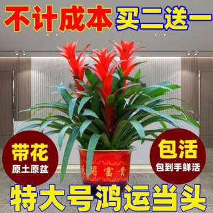 特大号鸿运当头盆栽带花发财树客厅摆放好养懒人绿萝花卉大赵之郑-阿里巴巴