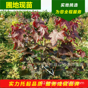 ����ӆ��Ų���ʼt�ڱ�����G���@ˇ�ʗ���Ų�����S���ϵ�мt�ڱ�