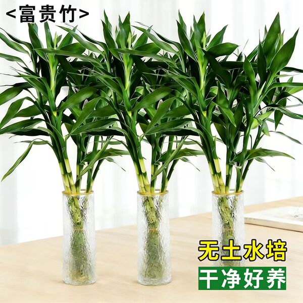 Rich bamboo hydroponic plant indoor living room rich bamboo with…