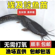 埃及塘鲺鱼苗 塘角鱼苗 土塘鲺鱼苗八须鲶鱼本地塘虱革胡子鲶鱼苗