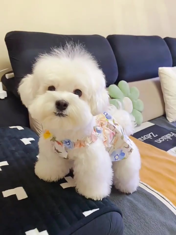 视频01 099