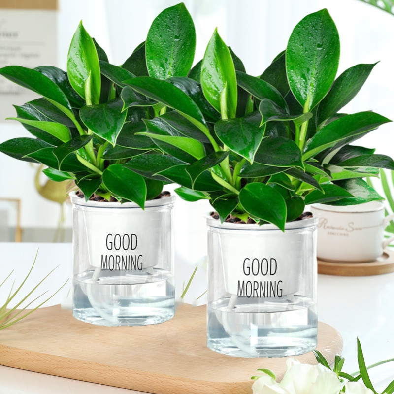 20cm 골드 다이아몬드 3개 + 모닝팟 + 영양액 [2개 특가]✓