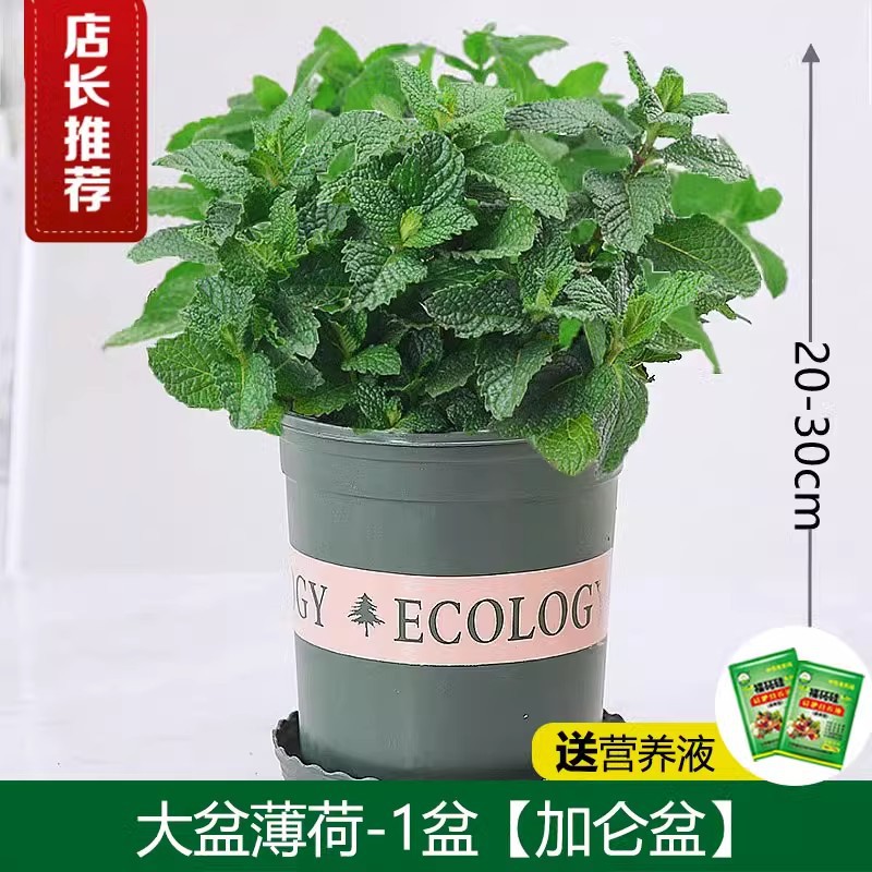 [모기퇴치 식용] 프리미엄 대형 민트 화분(갤런 화분) + 비료