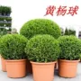 庭院四季大叶冬青树黄杨球