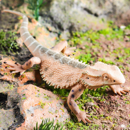 Cross-border solid children's simulation animal toys wild animal model bearded dragon lizard lizard cognitive gift ornaments