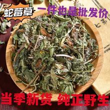 蛇莓中草药蛇莓草中药材正品新货蛇泡草蛇果草野草莓地莓草非进口