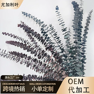 尤加利叶圆叶永生花干花批发铜钱桉树叶花艺配草 DIY叶材装饰插花