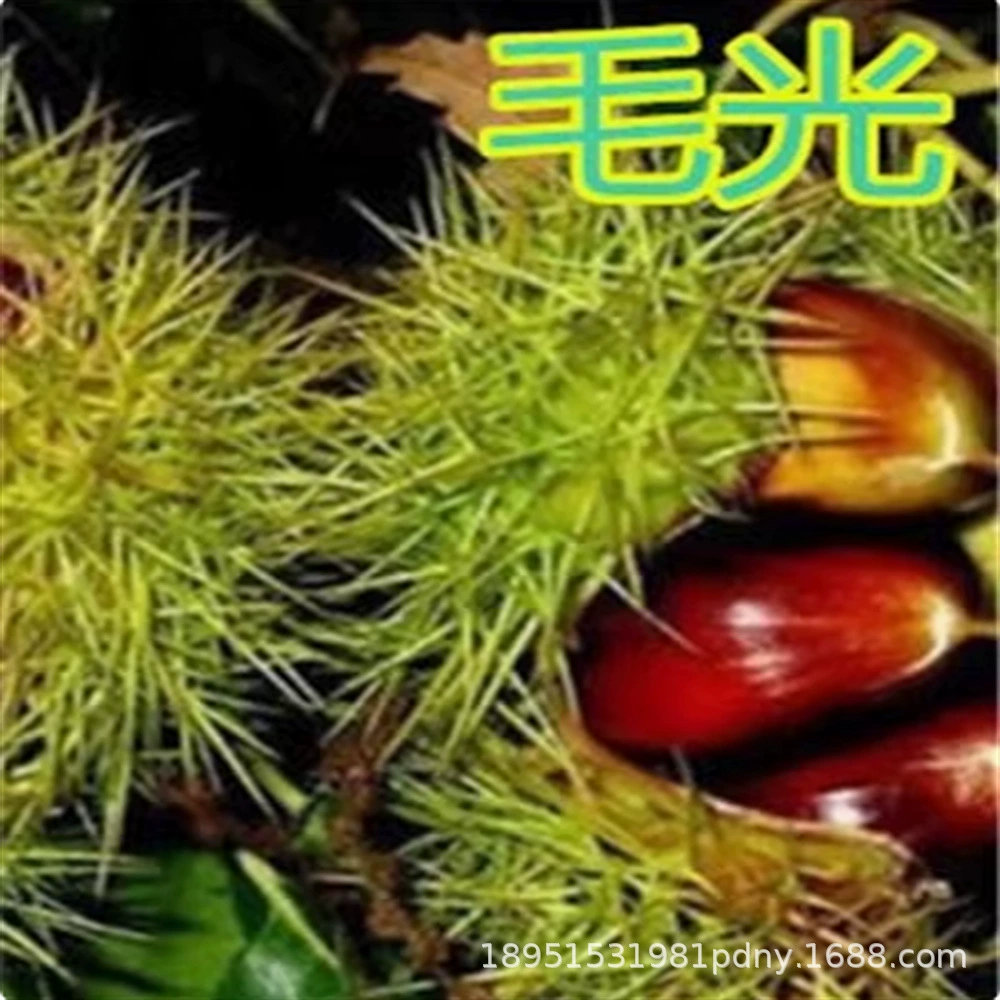 Прививка Рассада каштана Яньшань Куй Экстра-крупная Ранняя обильная Бассейн рассады каштана Посадка клыков Север-Юг Результаты года