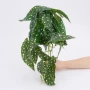 挂墙植物盆栽仿真插花