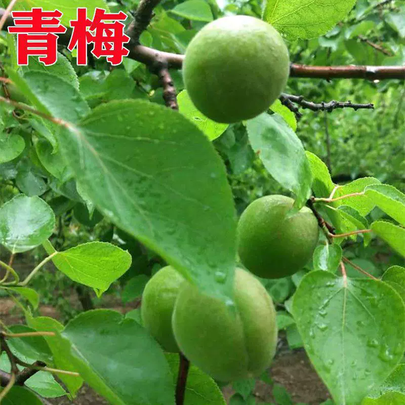 Сливы привитые саженцы Саженцы сливы с листьями Саженцы сливы посадка плодовых деревьев на севере и юге