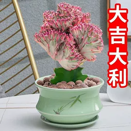 盆栽;装饰花瓶;狗狗窝/笼/垫