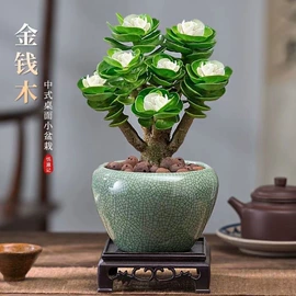 盆栽;种子;种球