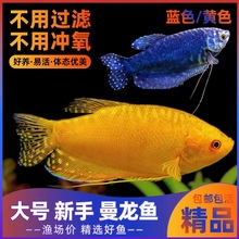 曼龙鱼热带观赏鱼活鱼淡水小型鱼苗马甲球鱼不打氧宠物鱼水族鱼缸