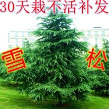 ѩɘ}Q،ֲﳣGļеͥԺeG