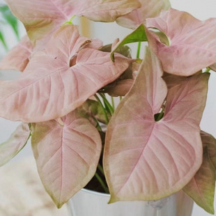 �t�ۑ��˼��˺Ϲ����ļ����B���~��G���`�ۺ����޺�Ϲ�������