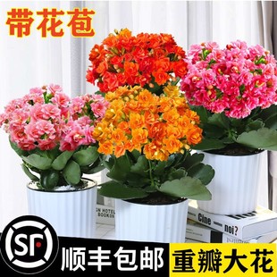 Longevity Flower Potted Double Large Flower with Flower Bud Flower Seedling Indoor Flowering Fleshy Good Flower Plant Flowers Green Plant