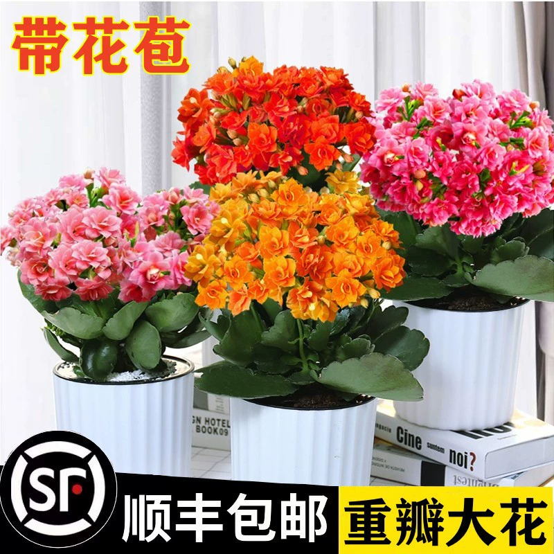 Цветы долголетия в горшках с двойными лепестками с цветочными бутонами