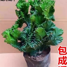 �����������k��������[����ؔ���辰����������ֲ���҃��̨����