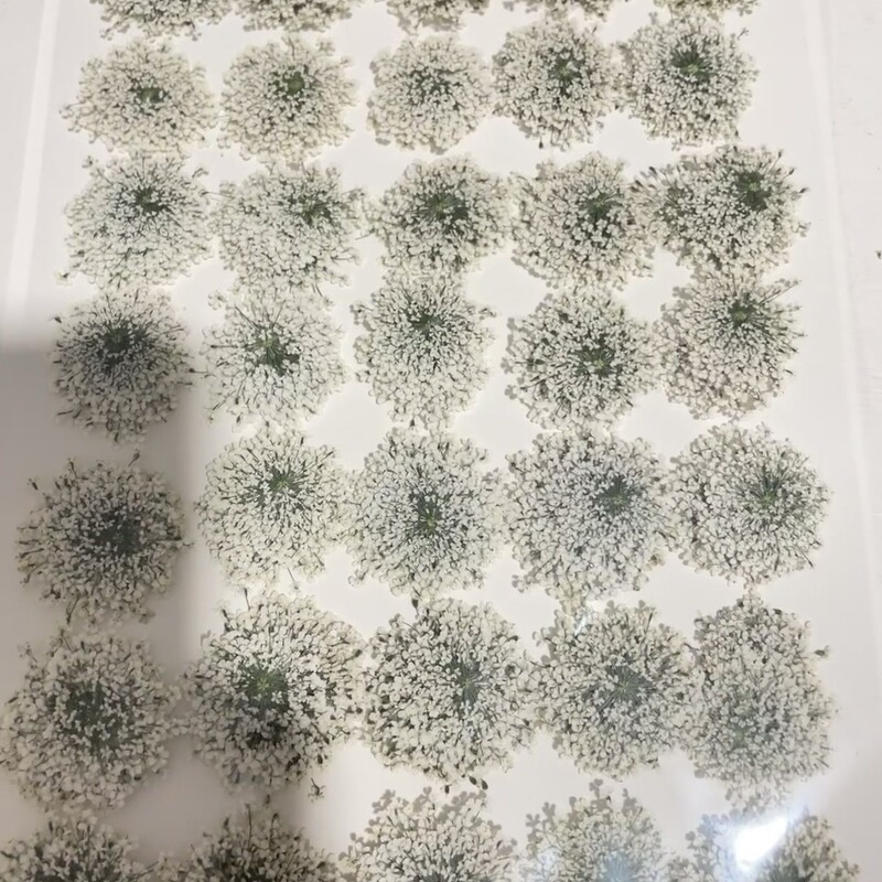 Dried flower factory wholesale lace flower snow bead flower star flower nail art dried flower glue mobile phone shell art flower