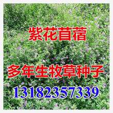 ϻޣݷNѶݷNļBֳιţuZ~ݷN