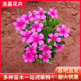 Perennial Vinca Plant Daily Blooming Potted Rental Flowers Park Landscaping Qingzhou Flowers Perennial Daily Blooming
